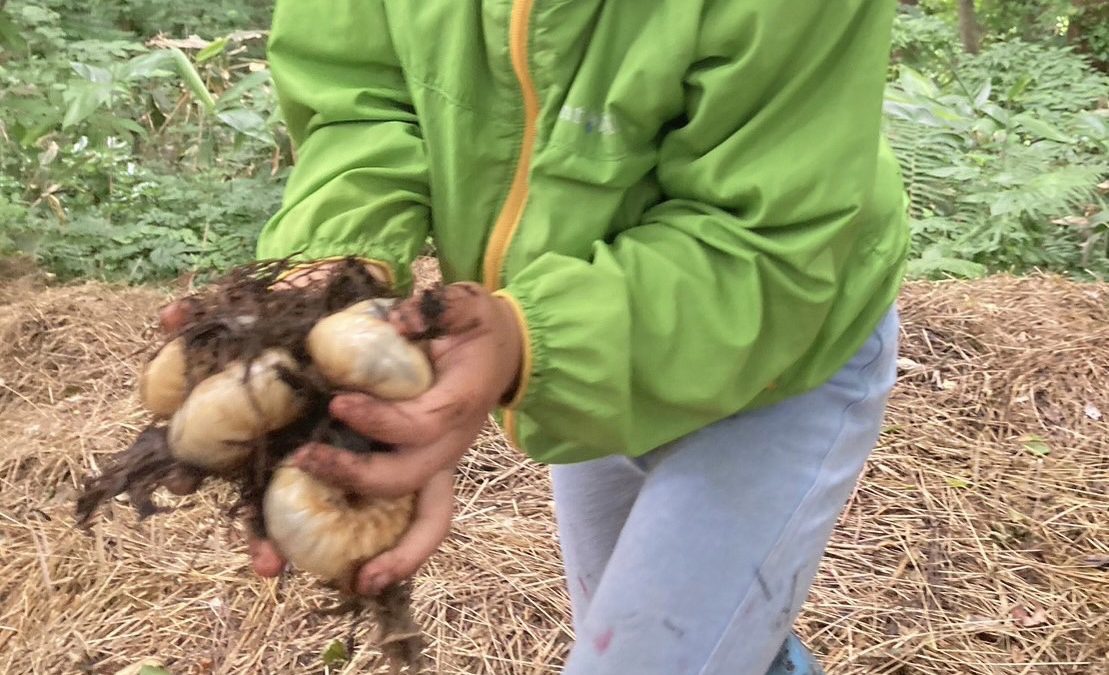 【スタディハウス 秋田 塾】記事更新✍️「カブト虫の幼虫プレゼント♬　※苦手な方すみません。。。」