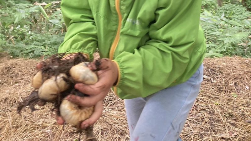 【スタディハウス 秋田 塾】記事更新✍️「カブト虫の幼虫プレゼント♬　※苦手な方すみません。。。」