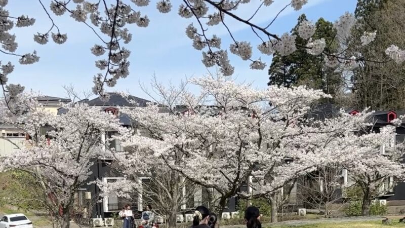 【スタディハウス 秋田 塾】記事更新✍️「焦る気持ちを手放すと見えてくるものがあります🌸」