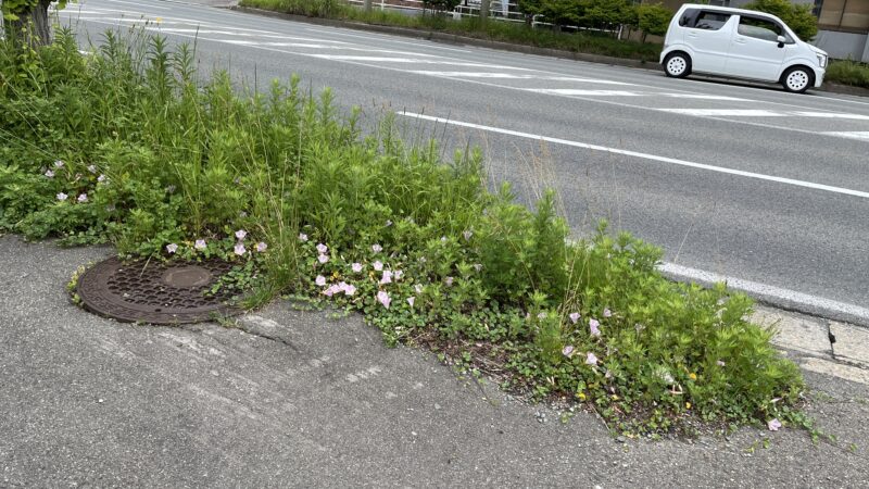 【スタディハウス 秋田 塾】記事更新✍️「願いは、書くだけでは叶わない。毎日の行動が、未来をつくる。」