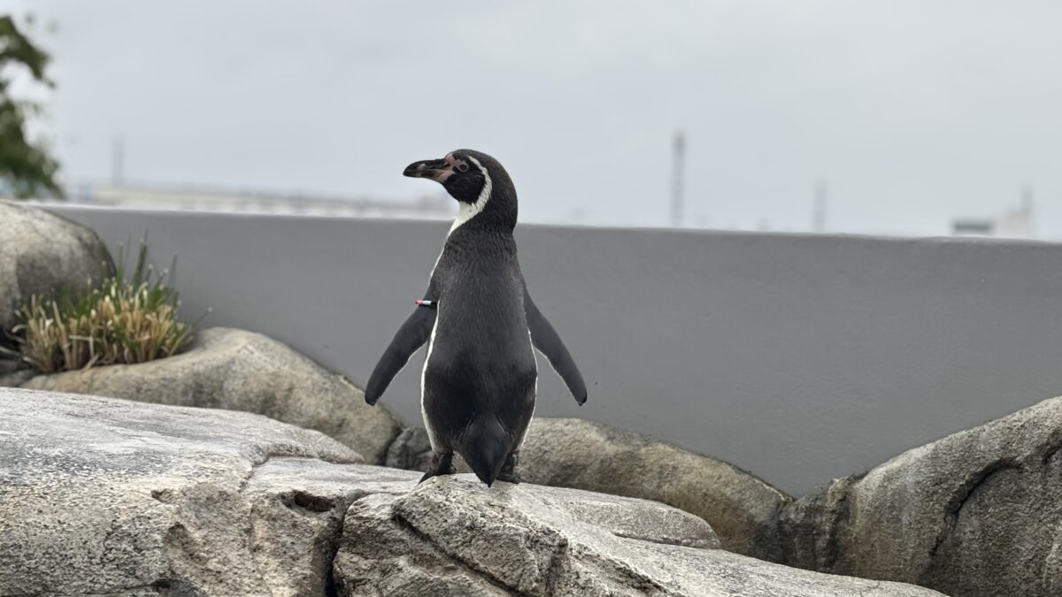 【スタディハウス 秋田 塾】記事更新✍️「ファーストペンギンでいこう🐧！夏休み明けから伸びる子の特徴と大事にしたい学び方」