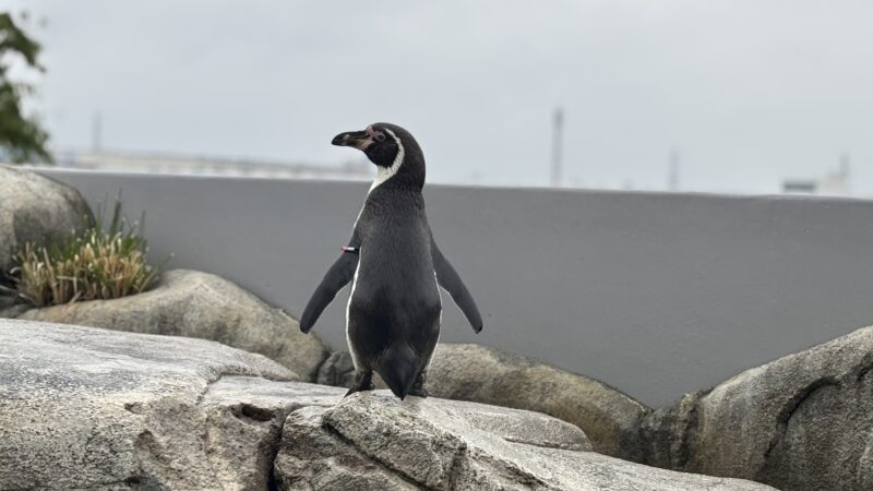 【スタディハウス 秋田 塾】記事更新✍️「ファーストペンギンでいこう🐧!夏休み明けから伸びる子の特徴と大事にしたい学び方」