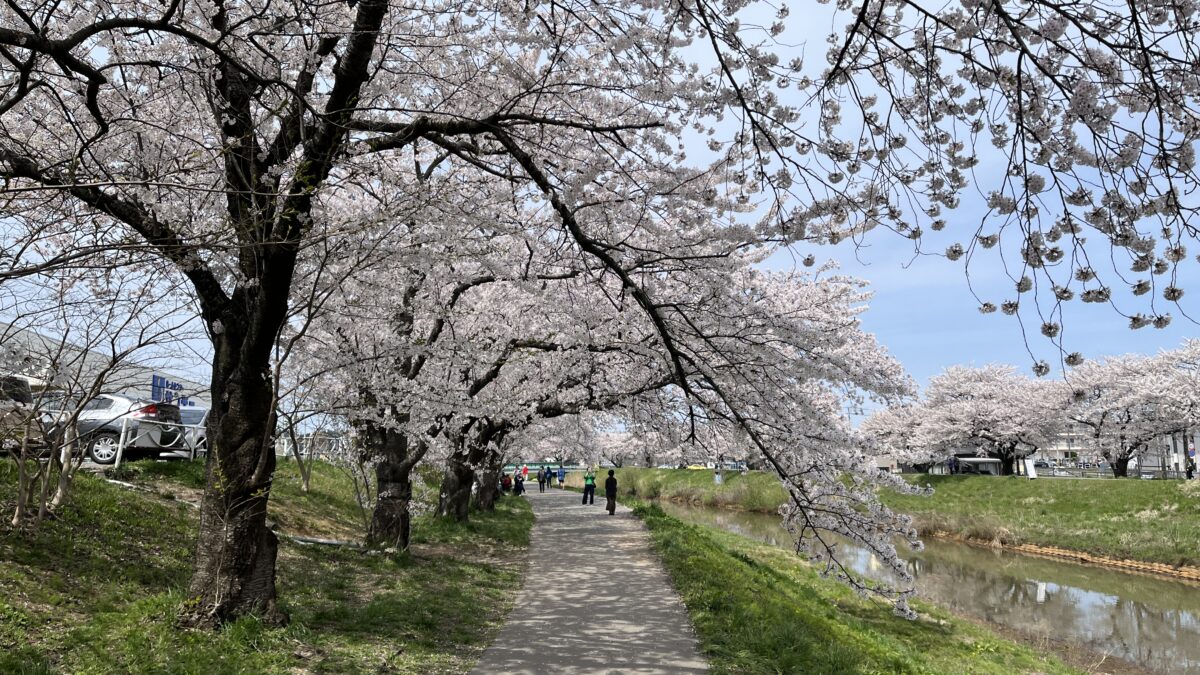 【スタディハウス 秋田 塾】記事更新✍️「桜の季節に思うことー生徒との信頼関係が、今年の成果をつくるー」