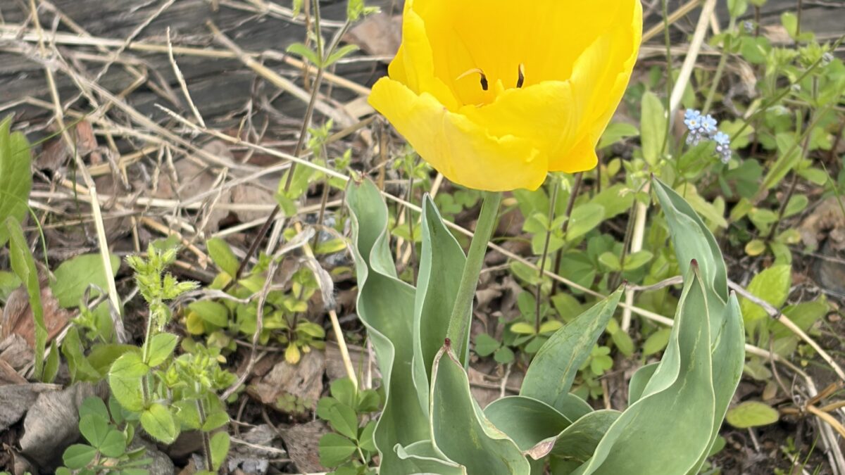 【スタディハウス 秋田 塾】記事更新✍️「過去最高の自分になろう！」