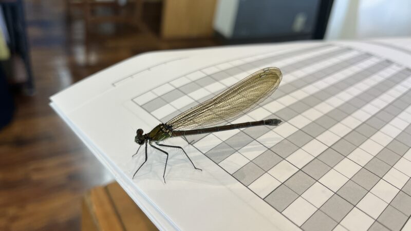 【スタディハウス 秋田 塾】記事更新✍️「最近、◯◯と言われます。」